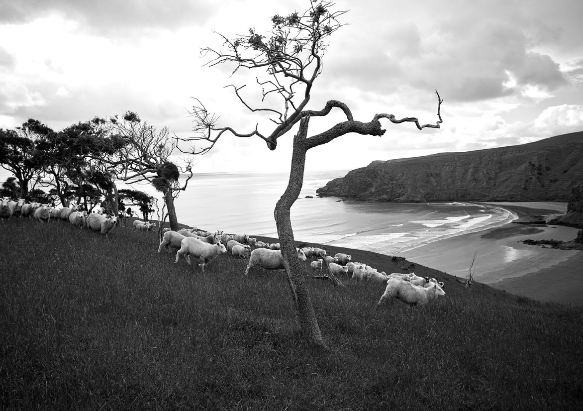 Banks Peninsula Farms Best Awards